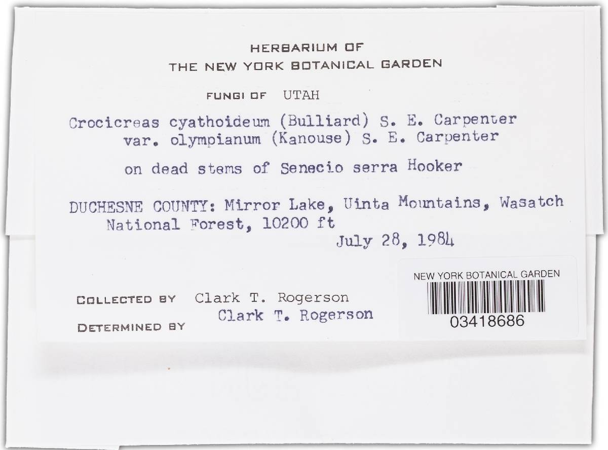 Crocicreas cyathoideum var. olympianum image