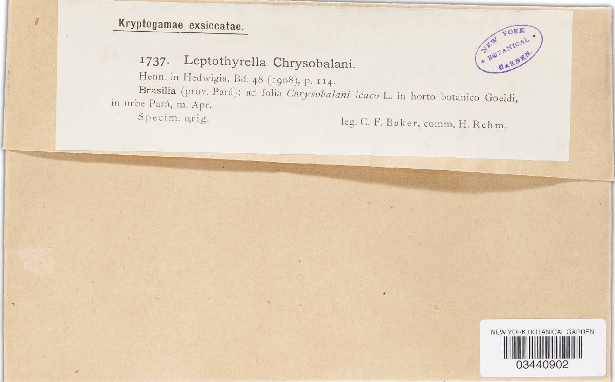 Leptothyrella chrysobalani image