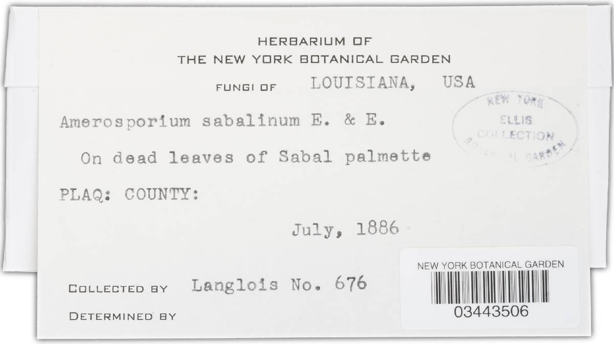 Amerosporium sabalinum image