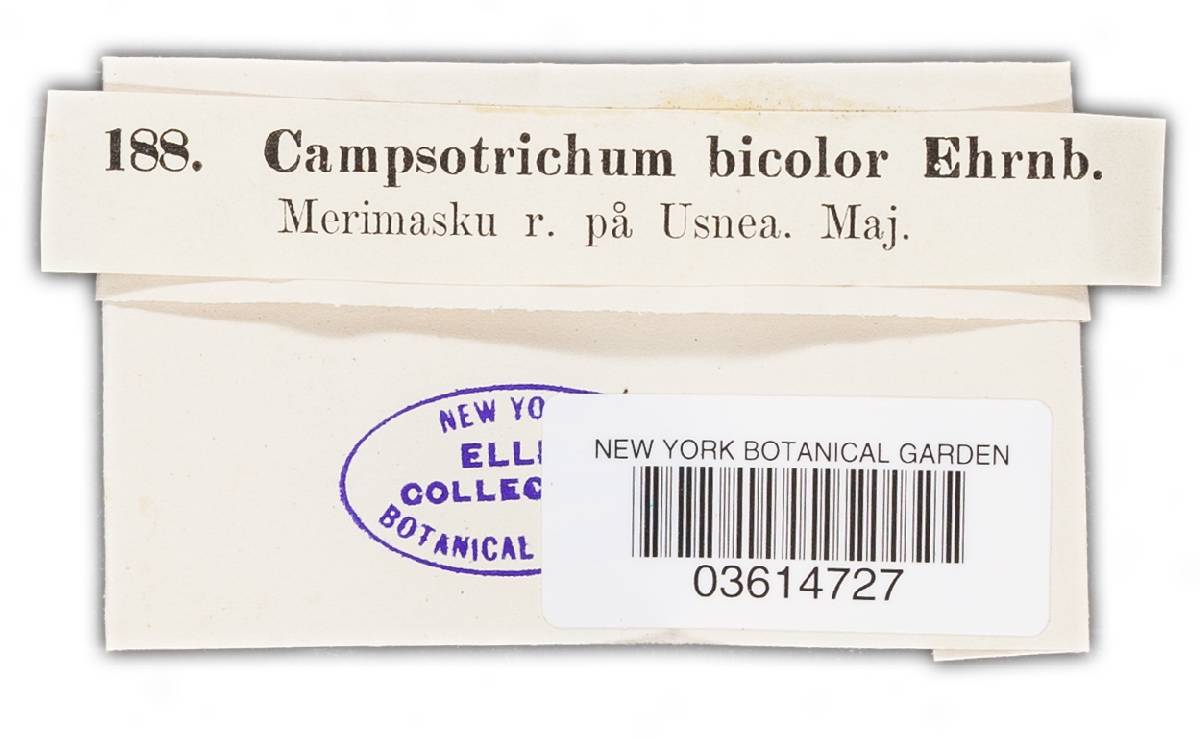 Campsotrichum bicolor image