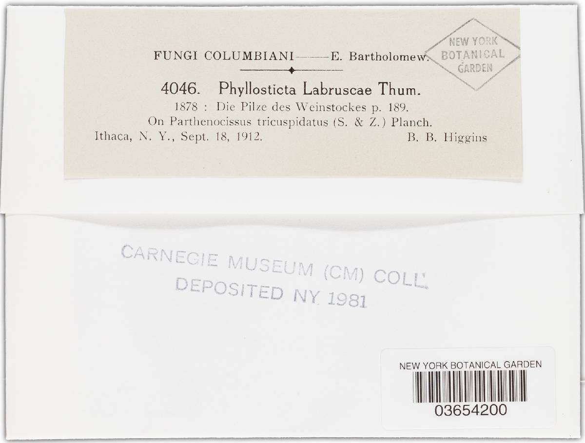 Phyllosticta labruscae image