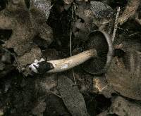 Cortinarius infractus image