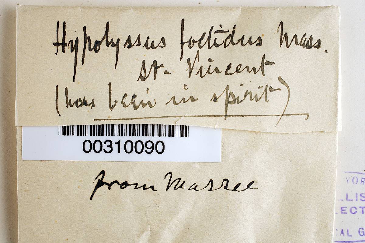 Hypolyssus foetidus image