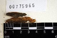 Peniophora angusta image