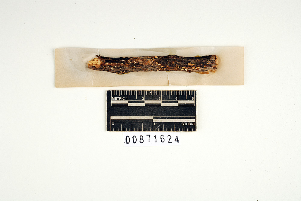 Aleurodiscus microcarpus image