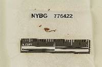 Naucoria hepaticicola image