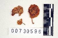 Polyporus tricholoma image