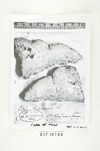 Fomitopsis lignea image