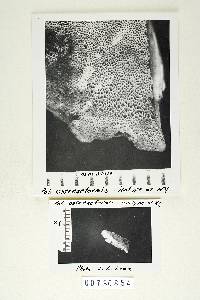 Polyporus ostreiformis image
