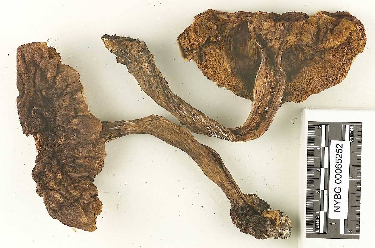 Heimioporus mirabilis image