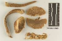 Rugosospora pseudorubiginosa image