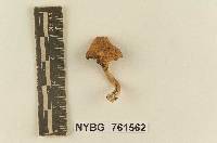 Stropharia floridana image