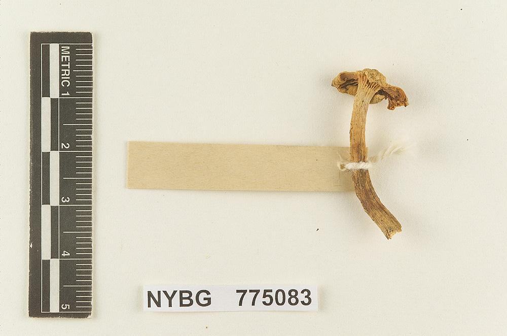 Hydrocybe cremicolor image