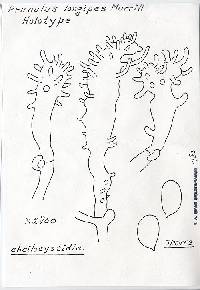 Prunulus longipes image