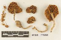 Gymnopilus flavidellus image