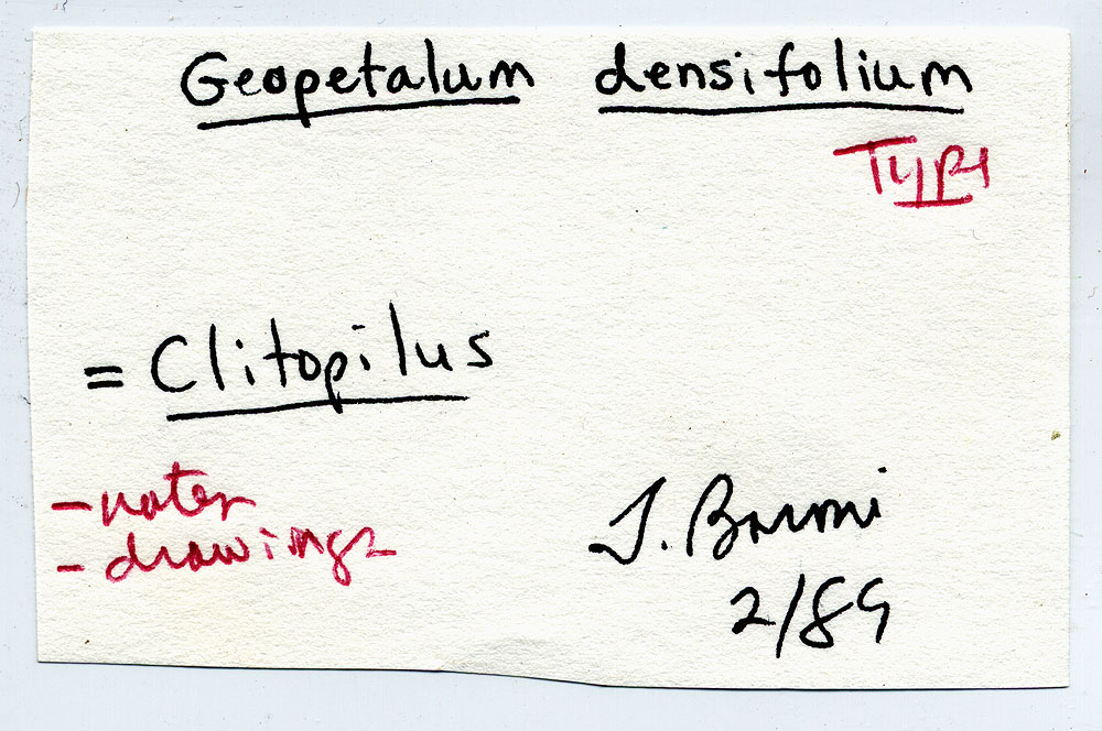 Geopetalum densifolium image