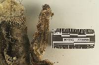 Melanotus horizontalis image