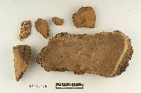 Fomitiporia dryophila image