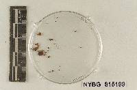 Leptoniella glabra image