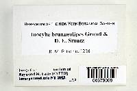 Inocybe brunneolipes image