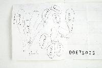 Inocybe maculata image