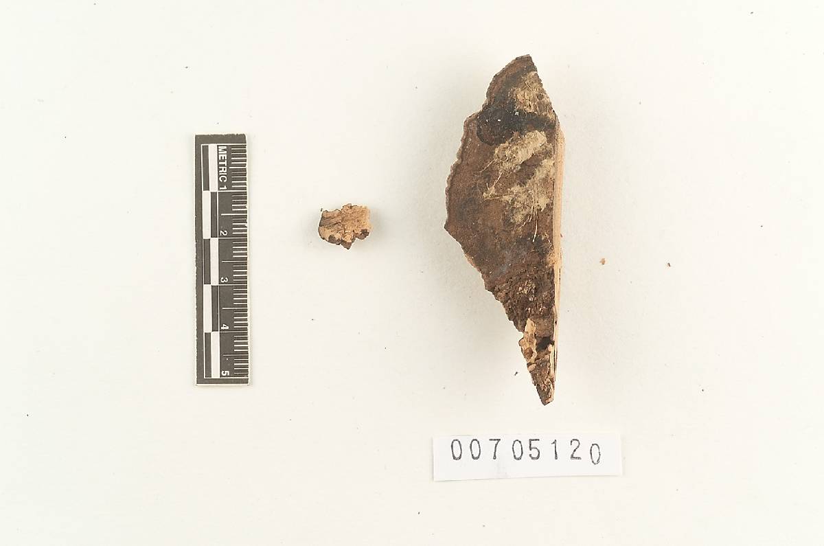 Ganoderma bataanense f. lateralis image