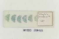 Zelleromyces oregonensis image