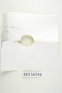 Russula avellaneiceps image