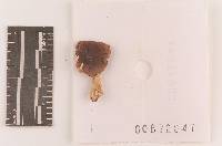 Russula pelargonia image