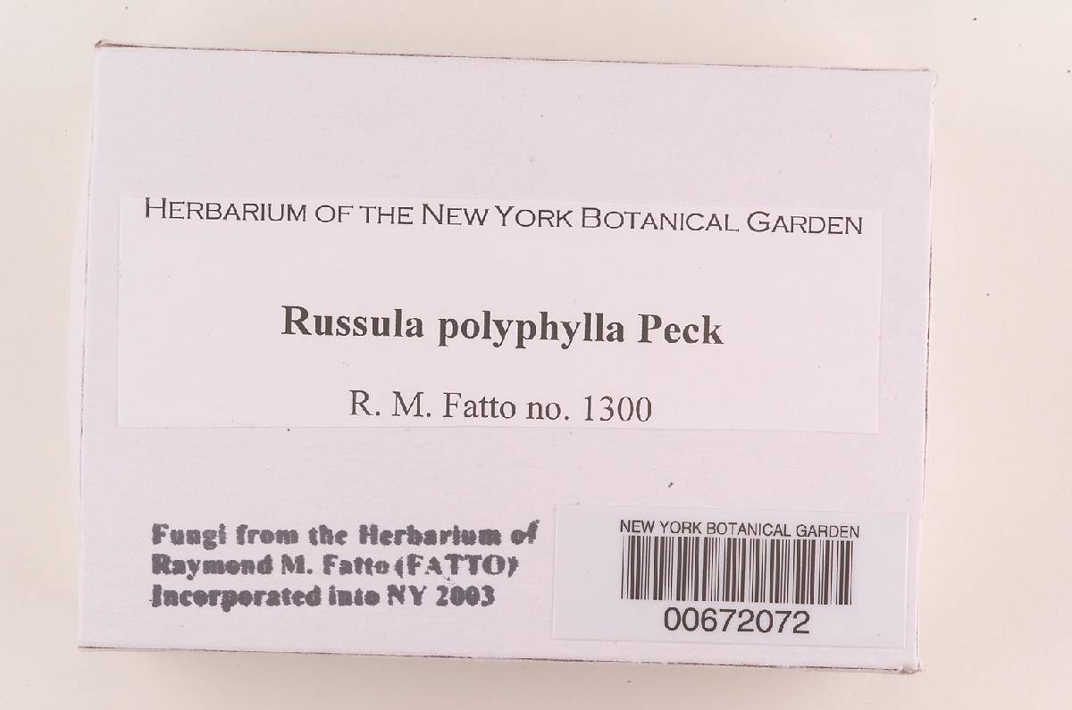 Russula polyphylla image