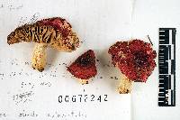 Russula admirabilis image