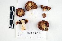 Russula admirabilis image