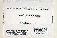 Russula ballouii image