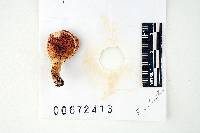 Russula dadmunii image