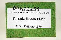 Russula flavida image
