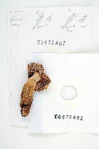 Russula gracilis image