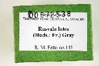 Russula lutea image