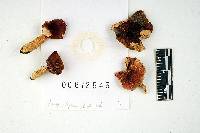 Russula humidicola image