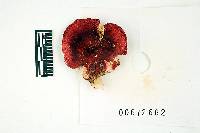 Russula pseudopeckii image