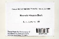 Russula vinacea image