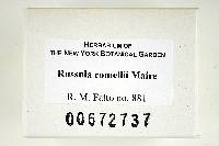 Russula romellii image