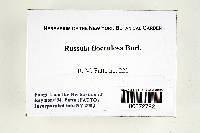 Russula flocculosa image
