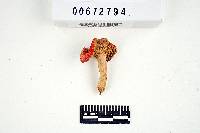 Russula subpunctata image