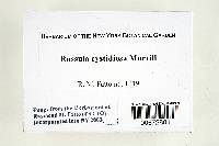 Russula cystidiosa image
