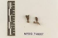 Cyathus pedicellatus image