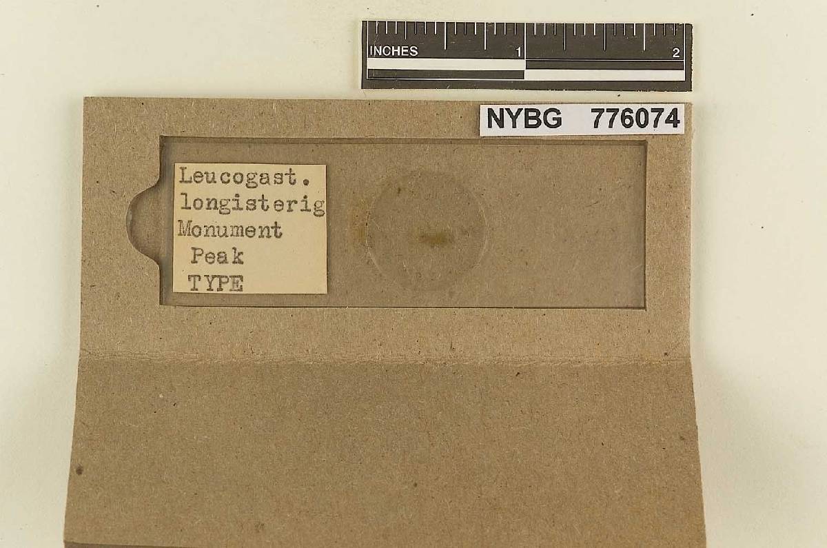 Leucogaster longisterigmatus image