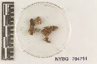 Hymenogaster occidentalis image