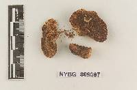 Rhizopogon burlinghamii image