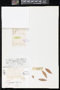 Ascosorus floridanus image