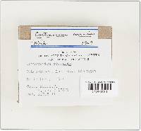 Cortinarius evernius image